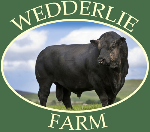 Aberdeen Angus Cattle