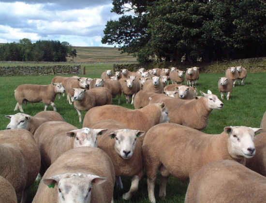 texel tups