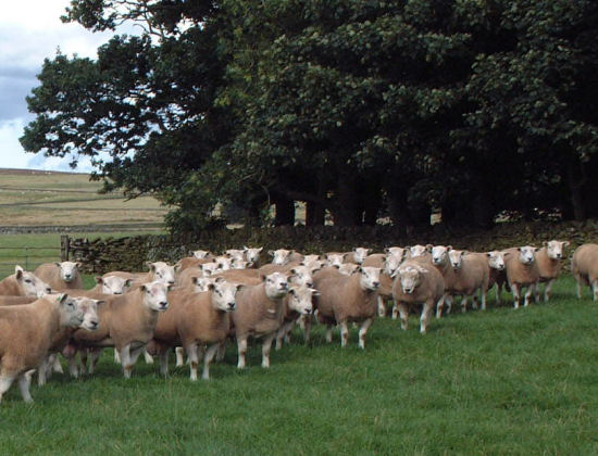 wedderlie texels