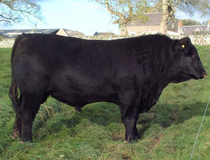 Wedderlie Black Boss E950