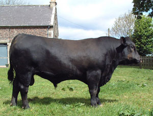 Wedderlie Gladiator E905
