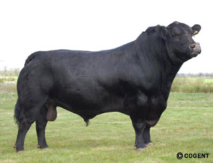 Stock Bulls Aynho Rossiter Eric B125