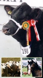Aberdeen Angus Cattle