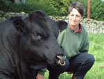 Wedderlie Bull