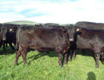 Heifer