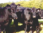 HFRS