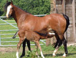 Welsh Section B ponies