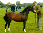Welsh Section B ponies