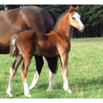 welsh foal