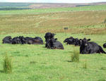 Wedderlie Cattle
