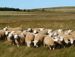 Texel Sheep