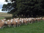 texel rams
