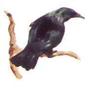 Tui